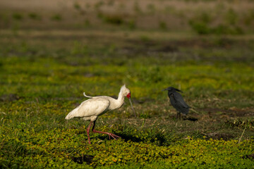 Naklejka premium birds in Africa