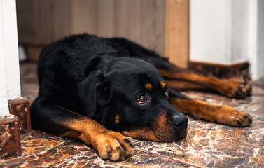 portrait of a Sleepy rottweiler
