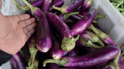 purple eggplants on the market