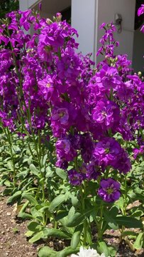 Swaying purple stocks (Matthiola incana)