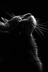 A dramatic black and white close-up of a cat looking up, highlighting its whiskers and fur against a dark background.