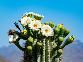 saguaro bloom cluster