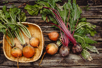 Colorful rainbow beets. Golden, pink and purple beets on the open air. Organic vegetables.