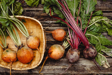 Colorful rainbow beets. Golden, pink and purple beets on the open air. Organic vegetables.