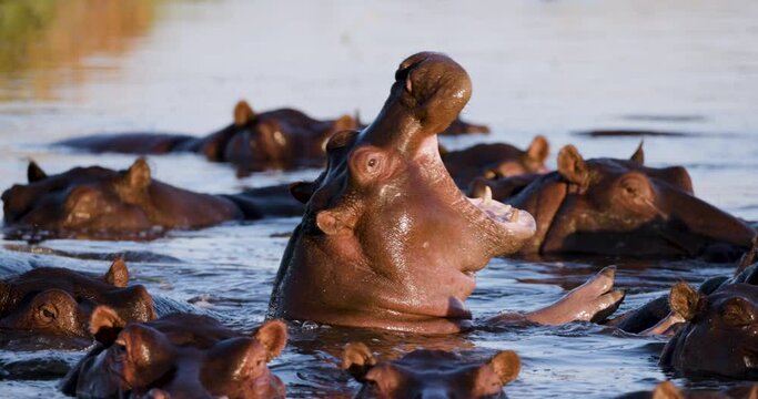Slow motion close-up.  Hippopotamus yawning surrounded by other Hippos in a river in the Okavango Delta.  