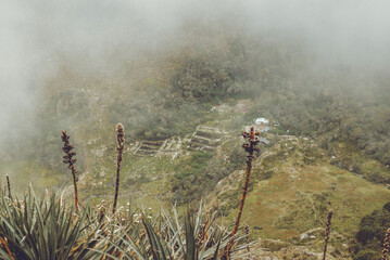 Espiga de una montala