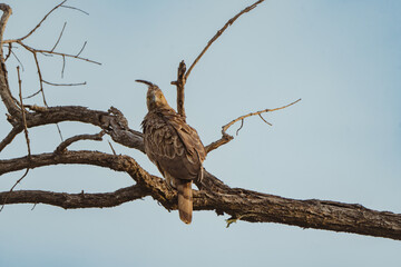 red tailed hawk