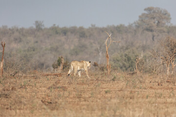 Leon caminando por la sabana africana