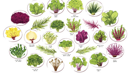 Fresh Microgreens botanical vector round label. Eng