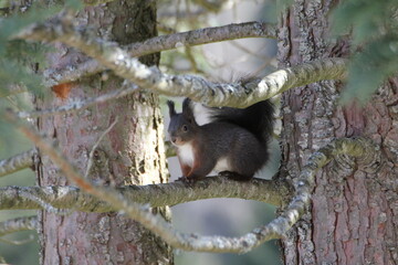 Eichhörnchen im Baum