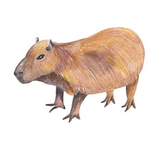 Capybara Handpainted brown animal illustration Png clipart with transparent background Nursery educational wild life Original handdrawn design