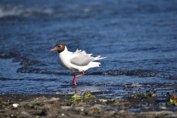 black headed gull being striked by the wind