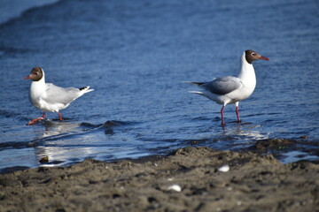 two seagulls on the beach walking on the sea shore of Pelluco