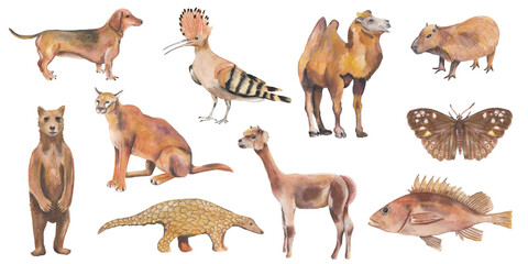 Brown animals set Hand painted animal illustration Isolated on white background Nursery educational wild life Original handdrawn design