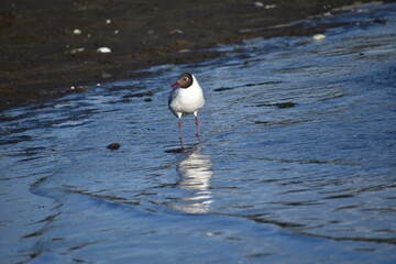 black headed gull standing on Pelluco's sea shore