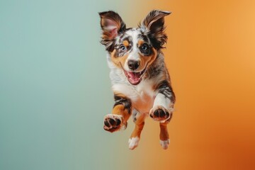 Australian Cattle Dog dog Jumping and remaining in mid-air, studio lighting, isolated on pastel background, stock photographic style