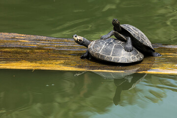 Fototapeta premium Red-necked Amazonian water turtles sunbathing on a wooden log floating in the green water.
