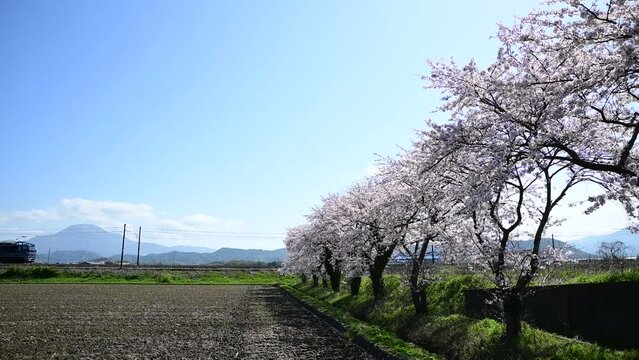 春の伊吹山を背景に走るEF510牽引の貨物列車 （北陸本線 坂田 - 田村, 2024年4月）