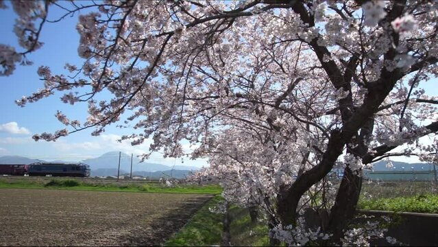 春の伊吹山を背景に走るEF510牽引の貨物列車 （北陸本線 坂田 - 田村, 2024年4月）