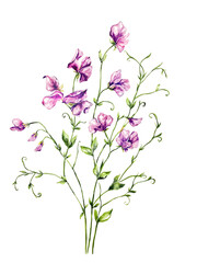 Fototapeta premium Beautiful illustration set with hand drawn purple violet pink red sweet pea flowers. Perfect for wallpapers, web page backgrounds, surface textures, textile. Isolated on white background.