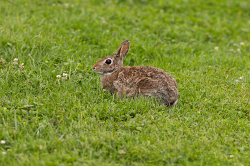 A rabbit in green grass. 