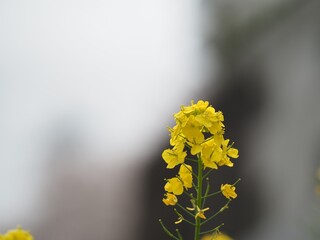 市街地に咲く黄色い菜の花のアップ