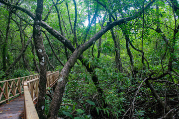 Puente de madera, entre el manglar en Samana