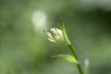 オオバギボウシの蕾