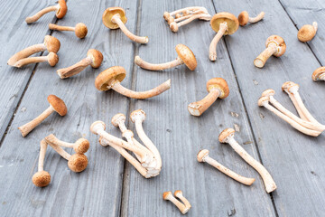 Honey mushrooms on the wooden background, close-up. Mushroom background for publication, poster, screensaver, wallpaper, postcard, banner, cover, post. High quality photo