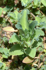 コダカラベンケイ