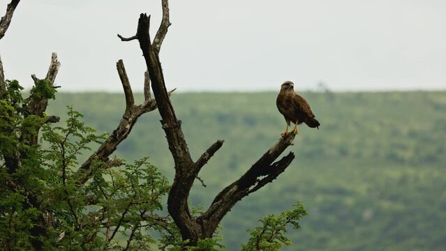 Honey buzzard portrait sitting high on tree branch among african savannah and mountains. South Africa safari in national park. Wildlife of endangered animal and birds species. Predator hunting