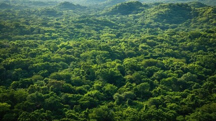 High-angle shot of a pristine, dense woodland, showcasing the untouched beauty of nature's bounty