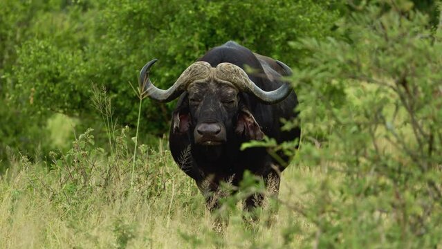 African Buffalo bull Closeup portrait chewing grass looking at camera. Africa Animals on Wildlife Safari Nature Shot in Savannah Plains and Long Tall Grass Scenery on Hot Sunny Day