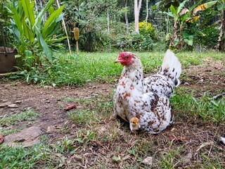 A mother hen is incubating her chicks in the back yard on the grass