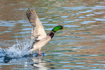 Obraz premium Mallard duck.
