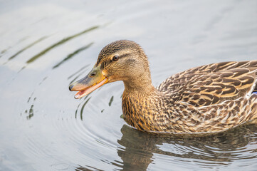 Mallard duck.