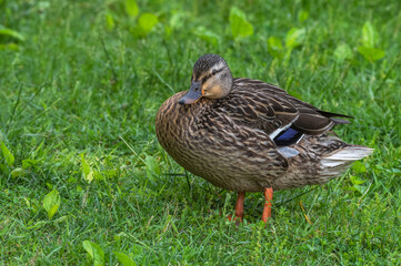 Mallard duck in spring.