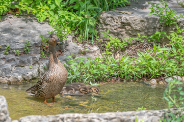 Mallard duck in spring.