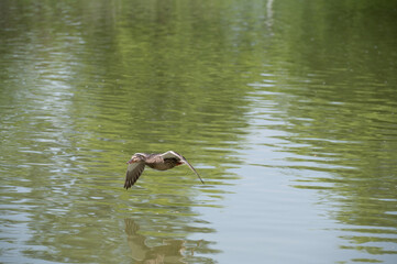 Mallard duck in spring.