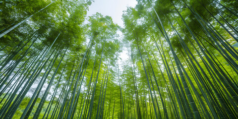 A forest of towering bamboo