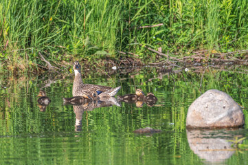 Closeup of ducklings, or baby mallard ducks.