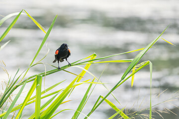 Closeup of a red-winged blackbird.