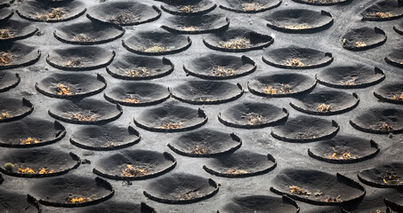 Top view of La Geria vineyards with growing grapes in a volcanic soil of lanzarote island.