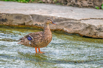 Closeup of a mallard ducks.