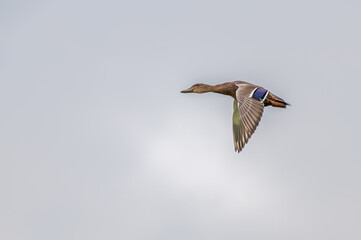 Closeup of a mallard ducks.