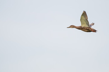 Closeup of a mallard ducks.