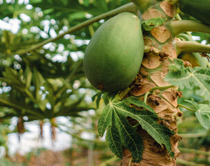 Obraz premium Tropical plantation with a growing fruit trees, a garden with a papayas closeup.