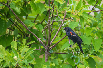 Closeup of a red-winged blackbird.
