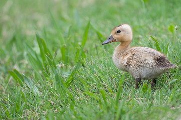 Closeup of a gosling, or baby goose.
