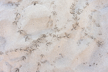 Pattern of bird tracks in tan sand, as a nature background
